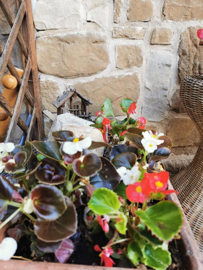 Casa Phoenix Appartamento Piano Terra Immerso Nel Verde A Pochi Minuti Dalla Ciclabile Pieve di Cadore Exterior foto